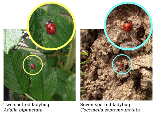 iNaturalist data example